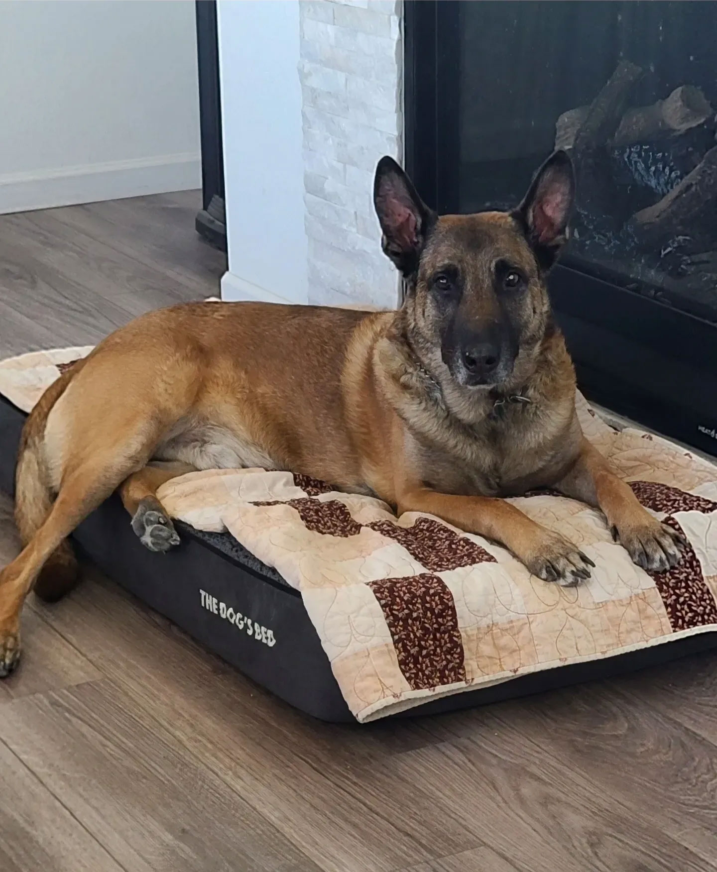 German Shepherd resting on an orthopedic dog bed in a living room with a fireplace
